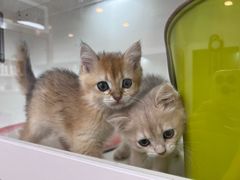 -青奢宠物·青奢猫舍