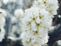 -树山生态村