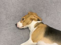 -有喵·猫咖·狗咖·40+猫狗有小奶狗(岗厦店)