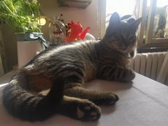 -海边的猫和咖啡馆