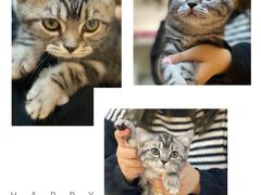 -lincat·猫舍(广州店)