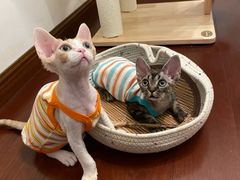 -山宅一喵德文卷毛猫舍