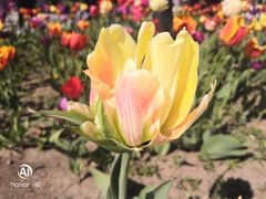 -长春公园(普阳街道)