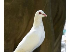 -西安大兴善寺