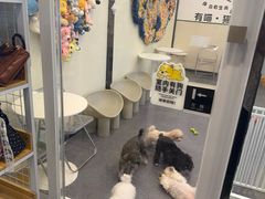 -有喵·猫咖·狗咖·30几只猫10只小狗(岗厦店)