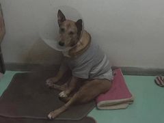 -美联众合动物医院·24h转诊中心