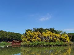 -大湾区中央湿地公园