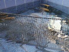 -北京龙庆四季香农家饭庄·灶台鱼·碳烤虹鳟鱼(龙庆峡店)