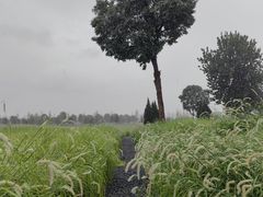 -汉长安城未央宫国家考古遗址公园