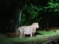 -夜间野生动物园