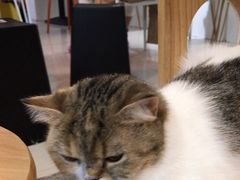 -平行世界·猫咖(首经贸店)