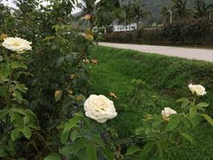 -亚龙湾国际玫瑰谷