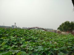 -白洋淀景区