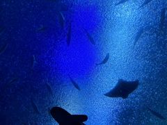 -珠海长隆海洋王国
