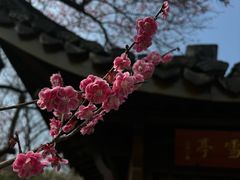 -杭州植物园