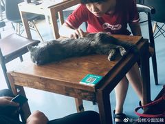 -猫色咖啡·猫咖