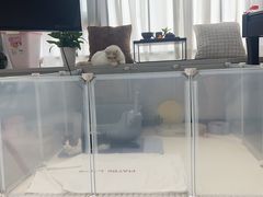 -momokira米努特·德文卷毛猫·棉花面纱犬