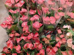 -双季花艺园艺市场(浦东店)