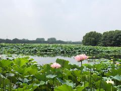 -荷塘月色湿地公园·向阳花洲