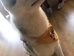 -Husky Go! 哈士奇体验馆·宠物咖啡厅狗咖