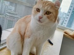 -Heymao猫咖.咖啡厅(东门店)