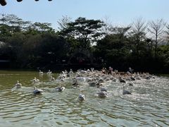 -大湾区中央湿地公园