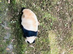-都江堰中华大熊猫苑