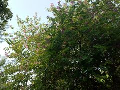 -北海市海滨公园