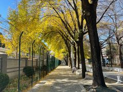 -三里屯东五街银杏大道