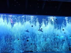 -哈尔滨波塞冬海底世界