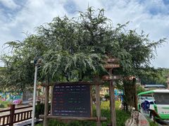 -军营村