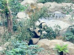 -成都大熊猫繁育研究基地