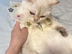 -猫大福·Fortune Cat猫舍(百子湾店)