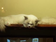 -猫咪博物馆(顶澳仔猫街店)