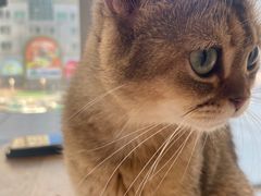 -藏猫猫咖啡主题馆(中央大道店)