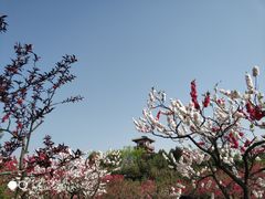 -宝鸡植物园