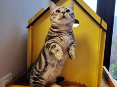 -70cat德文卷毛猫·缅因猫纯种猫舍