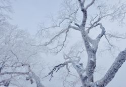 -大秃顶子山