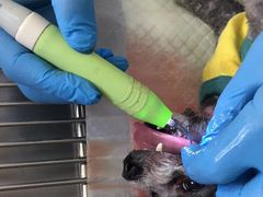 -北京观赏动物医院·24小时大型综合·猫专科·异宠专科