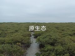 -北海金海湾红树林生态旅游区