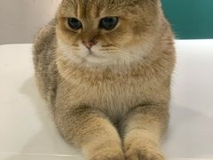 -飞行喵MR PILOT|猫舍·猫咖(静安大融城店)