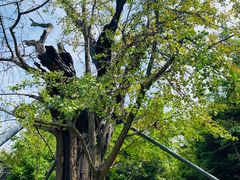 -上海佘山国家森林公园天马山园