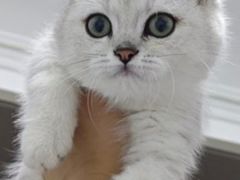 -pd派德宠物中心医院24H急重症·眼科中心·血液透析中心(嵩山北路店)