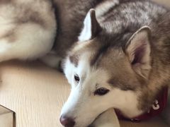 -Husky Go! 哈士奇体验馆·宠物咖啡厅狗咖