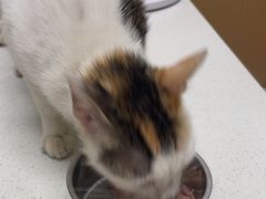 -瑞派康怡24h宠物医院·犬猫医疗中心·微创绝育(瑞景分院)