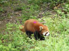 -都江堰中华大熊猫苑
