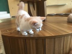 -飞行喵MR PILOT|猫舍·猫咖(静安大融城店)