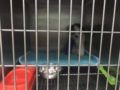 -东莞宠友24H宠物中心医院·转诊夜诊·异宠(新河北路院)