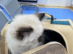 -天使宠物医院·犬猫分诊(彩虹店)