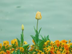 -莫愁湖公园